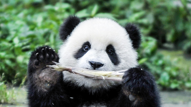 苏宁挥剑新赛季打造先进青训体系 计划五年内