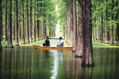 扬州渌洋湖湿地"水上森林"葱郁清凉